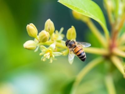 Macro,Pollinating,Honey,Bee,On,Blossom,Of,Avocado,Tree,Set