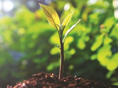 Avocado seedlings growing in the morning sunshine