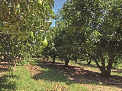 Árvore de abacate carregada de frutos maduros na época certa da colheita
