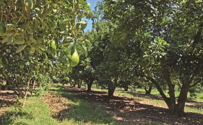 Árvore de abacate carregada de frutos maduros na época certa da colheita