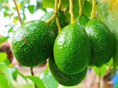 Abacate - Crédito: Shutterstock