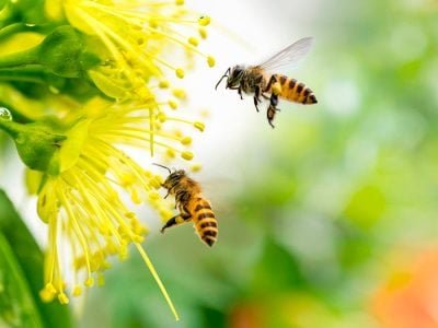 Abelha - Crédito: shutterstock