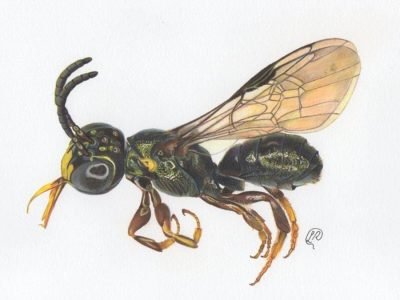 Ceratina (Ceratinula) fioreseana  - Crédito: Divulgação