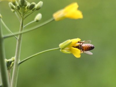 Super Bee’s: Projeto para proteção de abelhas