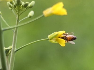 Super Bee’s: Projeto para proteção de abelhas
