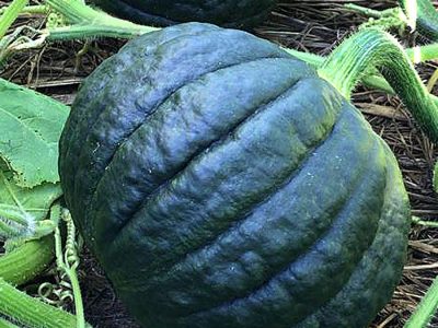 Takayama - Crédito Agristar