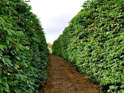 Crédito Cristiano de Oliveira