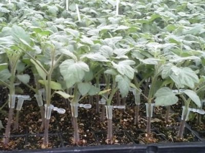 Créditos Agrocultivo