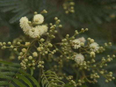 Acácia negra - Crédito: Shutterstock