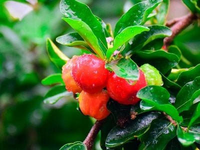 Acerola - Créditos: shurtterstock