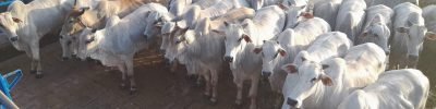 acnb-Animais-terminados-em-sistemas-intensivos-foram-avaliados-na-18-etapa-do-Circuito-Nelore-de-Qualidade-foto-divulgacao