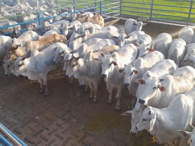 acnb-Animais-terminados-em-sistemas-intensivos-foram-avaliados-na-18-etapa-do-Circuito-Nelore-de-Qualidade-foto-divulgacao
