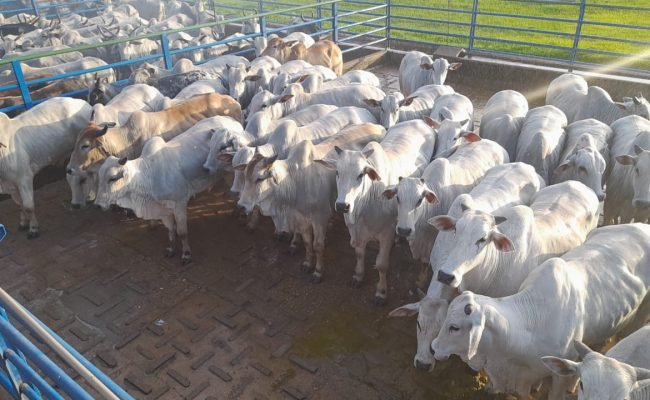acnb-Animais-terminados-em-sistemas-intensivos-foram-avaliados-na-18-etapa-do-Circuito-Nelore-de-Qualidade-foto-divulgacao