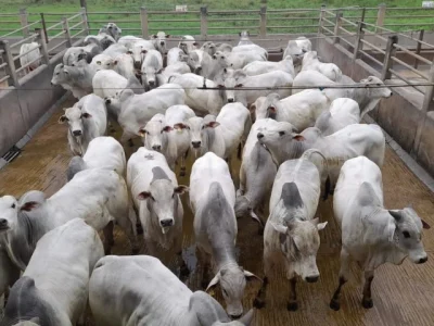 acnb-Confira-os-vencedores-da-20-etapa-do-Circuito-Nelore-de-Qualidade-realizada-em-Itapetinga-BA-foto-divulgacao (Pequeno)