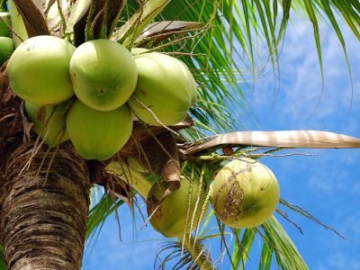 Coco - Fotos: Shutterstock