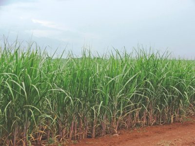 Gessagem em cana proporciona melhoria do ambiente radicular