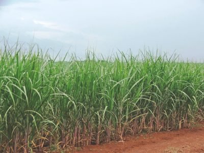 Gessagem em cana proporciona melhoria do ambiente radicular