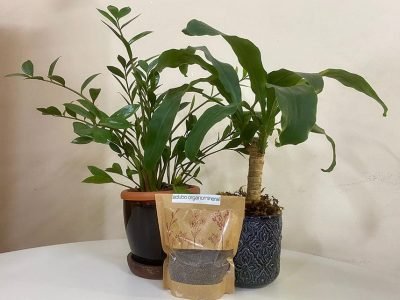 Fertilizante sustentável da Embrapa para uso em vasos e jardins urbanos