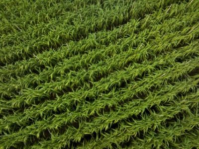 Aerial view of sugarcane plants growing at field