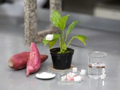 amostra de aerogel sustentável de batata-doce desenvolvido na Unicamp