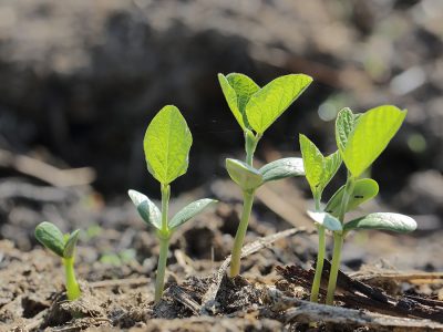 O boro é necessário para a nutrição de todas as plantas - Foto: Shutterstock