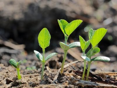 O boro é necessário para a nutrição de todas as plantas - Foto: Shutterstock