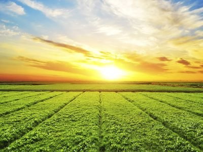 Agricultura - Crédito: freepik