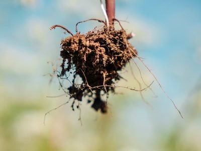 Parceria entre Cargill e USP contará com as investigações de 11 mestres e doutores sobre plantas de cobertura e seus efeitos na agricultura brasileira