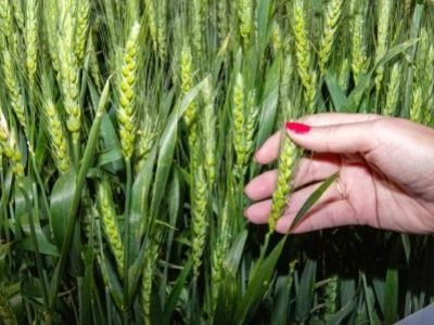 agriculture-6235331-1920-1-1-1