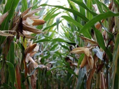 agriculture-6235331-1920-1-1-2