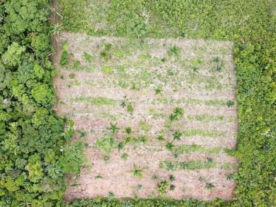 Agrofloresta concilia a produção de alimentos com a recuperação de áreas degradadas  - PRETA TERRA