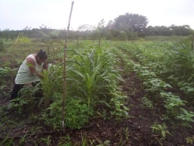 Sistemas agroflorestais contribuem para o combate às mudanças climáticas
