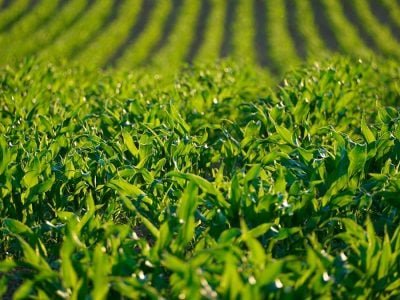 Lavoura - Foto: Divulgação