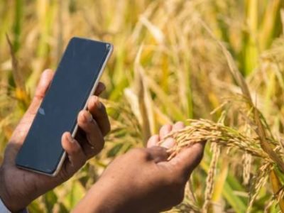 Close up of Farmer Hands checking the crop yield and pests by using mobile Phone - Concept of Farmer using Smartphone technology and internet in agriculture farmland