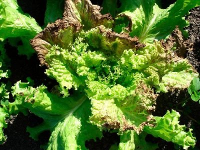 Alface - Crédito: Arquivo