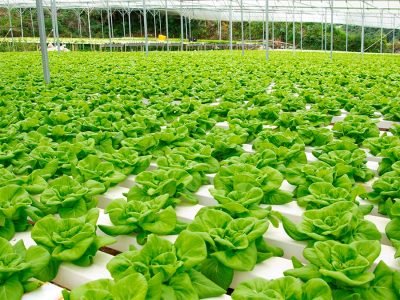 Alface - Crédito: Shutterstock