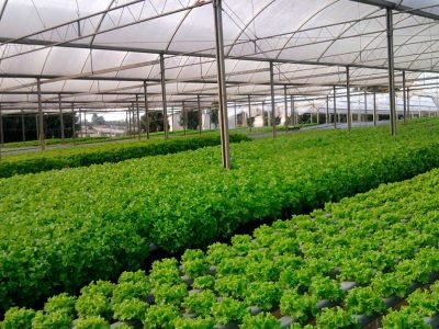cultivo hidropônico _ Crédito: Weber Velho