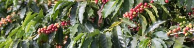 algas-marinhas-cafeicultura-produtividade-cafe.jpg