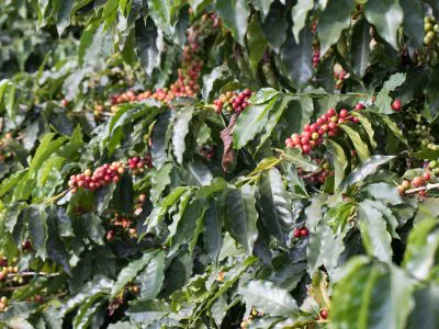 algas-marinhas-cafeicultura-produtividade-cafe.jpg