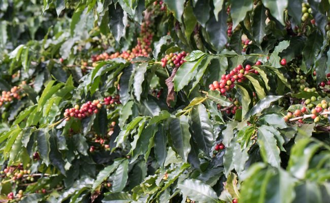 algas-marinhas-cafeicultura-produtividade-cafe.jpg