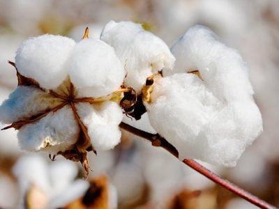 Algodão - Crédito: Shutterstock