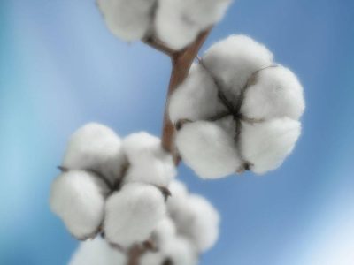 Algodão - Crédito: Shutterstock