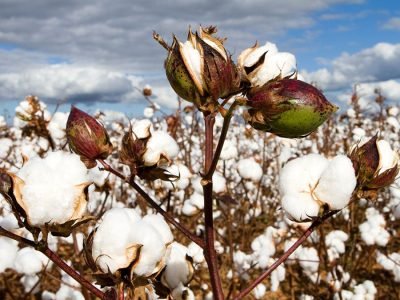 Algodão - Crédito: Shutterstock