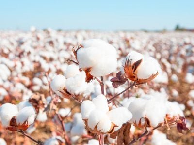 Algodão - Crédito: Shutterstock