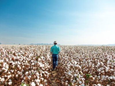 As sementes FiberMaxTM com a tecnologia Seletio TM possuem ação contra plantas daninhas – créditos: BASF