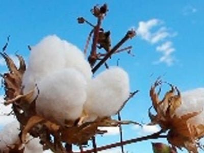 Algodão Bahia - Crédito Abapa