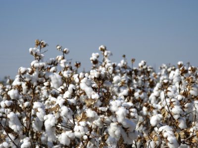 Praga causa perdas significativas em cultivos como algodão, milho e soja (Foto: Getty Images)