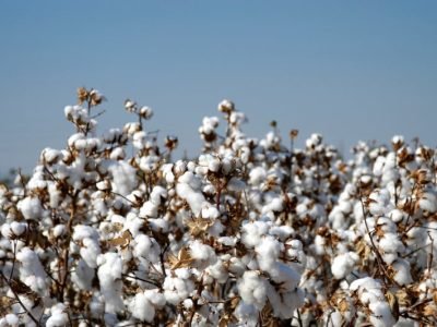 Praga causa perdas significativas em cultivos como algodão, milho e soja (Foto: Getty Images)