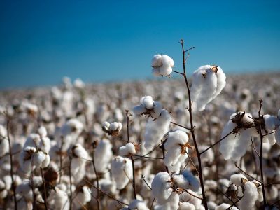 Produção de algodão no Norte de Minas crescerá cinco vezes em 2020