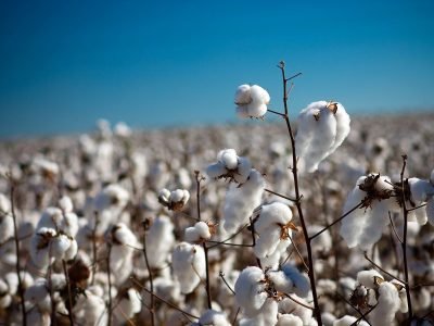 Produção de algodão no Norte de Minas crescerá cinco vezes em 2020